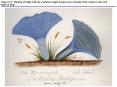 Figure 31.0 Painting of indigo milk cap (Lactarius indigo) fungus as an example of the variety in color and types of fungi PowerPoint PPT Presentation