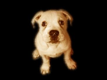 Saying Goodbye to your Pet