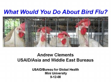 What Would You Do About Bird Flu