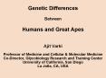 Genetic Differences  Between  Humans and Great Apes   Ajit Varki Professor of Medicine and Cellular PowerPoint PPT Presentation