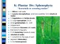 K: Plantae Div: Sphenophyta horsetails or scouring rushes PowerPoint PPT Presentation