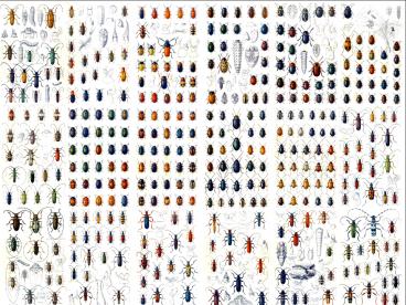 Agarose Gel Electrophoresis
