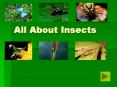 All About Insects PowerPoint PPT Presentation
