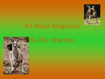 All About Kangaroos' By Elly Sherman