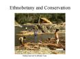 Ethnobotany and Conservation PowerPoint PPT Presentation