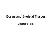 Bones and Skeletal Tissues