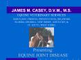 Presenting: EQUINE JOINT DISEASE PowerPoint PPT Presentation