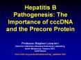 Hepatitis B Pathogenesis: The Importance of cccDNA and the Precore Protein PowerPoint PPT Presentation