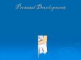 Prenatal Development PowerPoint PPT Presentation
