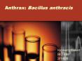 Anthrax: Bacillus anthracis PowerPoint PPT Presentation