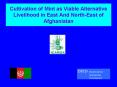 Cultivation of Mint as Viable Alternative Livelihood in East And NorthEast of Afghanistan PowerPoint PPT Presentation
