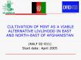 CULTIVATION OF MINT AS A VIABLE ALTERNATIVE LIVLIHOOD IN EAST AND NORTHEAST OF AFGHANISTAN RALF 0201 PowerPoint PPT Presentation