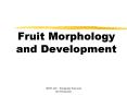 Fruit Morphology and Development PowerPoint PPT Presentation