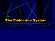 The Endocrine System