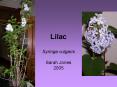 Lilac PowerPoint PPT Presentation