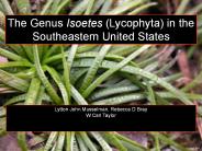 The Genus Isoetes (Lycophyta) in the
