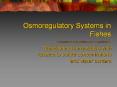 Osmoregulatory Systems in Fishes PowerPoint PPT Presentation