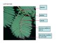 Leaf bipinnate PowerPoint PPT Presentation