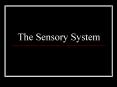 The Sensory System PowerPoint PPT Presentation