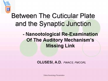 Between The Cuticular Plate and the Synaptic Junction
