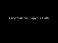 Oxyrhynchus Papyrus 1786 PowerPoint PPT Presentation