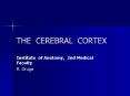 THE CEREBRAL CORTEX PowerPoint PPT Presentation