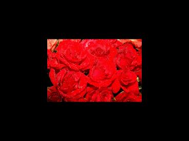 I am a donor mother from Virginia'