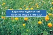 Engineered safflower with enhanced omega-6 fatty acid