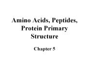 Amino Acids, Peptides, Protein Primary Structure