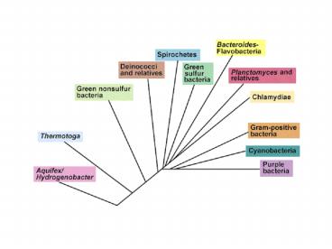 Chemolithotrophic proteobacteria  S and Iron oxidizing
