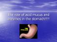 The role of acid mucus and enzymes in the stomach PowerPoint PPT Presentation