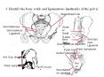 1. Identify the bony walls and ligamentous landmarks of the pelvis. PowerPoint PPT Presentation