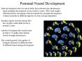 brain development does not end at birth, but continues into adolescence PowerPoint PPT Presentation
