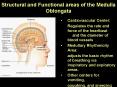 Structural and Functional areas of the Medulla Oblongata PowerPoint PPT Presentation