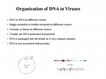 DNA or RNA in different viruses