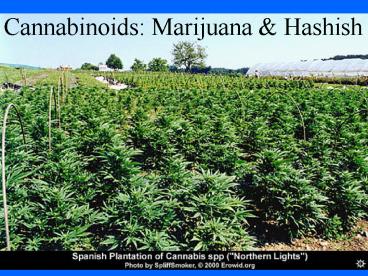 Cannabinoids: Marijuana