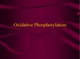 Oxidative Phosphorylation PowerPoint PPT Presentation