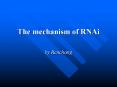 The mechanism of RNAi PowerPoint PPT Presentation
