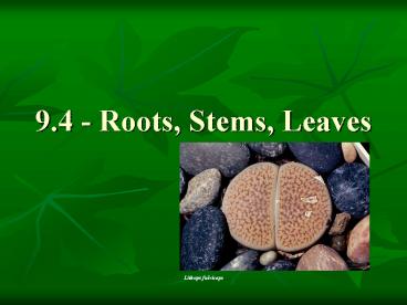 9'4 Roots, Stems, Leaves