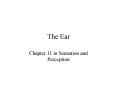 The Ear PowerPoint PPT Presentation