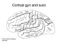 Cortical gyri and sulci PowerPoint PPT Presentation