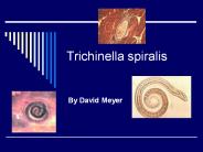 Trichinella spiralis