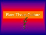 Plant Tissue Culture