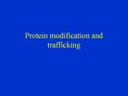 Protein modification and trafficking