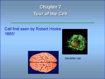 Nerve activates contraction