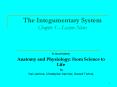 The Integumentary System Chapter 5 Lecture Notes PowerPoint PPT Presentation