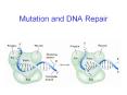 Mutation and DNA Repair PowerPoint PPT Presentation