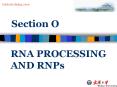 RNA PROCESSING AND RNPs PowerPoint PPT Presentation