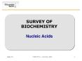 SURVEY OF BIOCHEMISTRY Nucleic Acids PowerPoint PPT Presentation