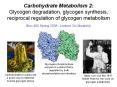 Carbohydrate Metabolism 2: Glycogen degradation, glycogen synthesis, reciprocal regulation of glycogen metabolism PowerPoint PPT Presentation